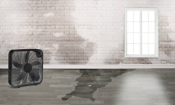Best Mold removal after water damage  in Bithlo, FL